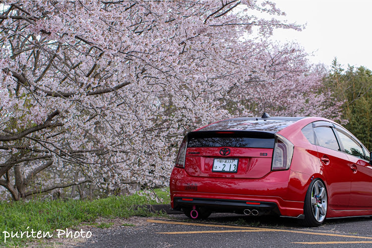 プリウスのpuriten familyいつもありがとう😊👍・桜と愛車のコラボ・桜　満開🌸・LOWBRID.des・puriten factoryに関するカスタム事例の投稿画像4枚目