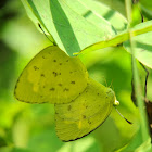 Common Grass-yellow