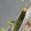 Checkered white caterpillar