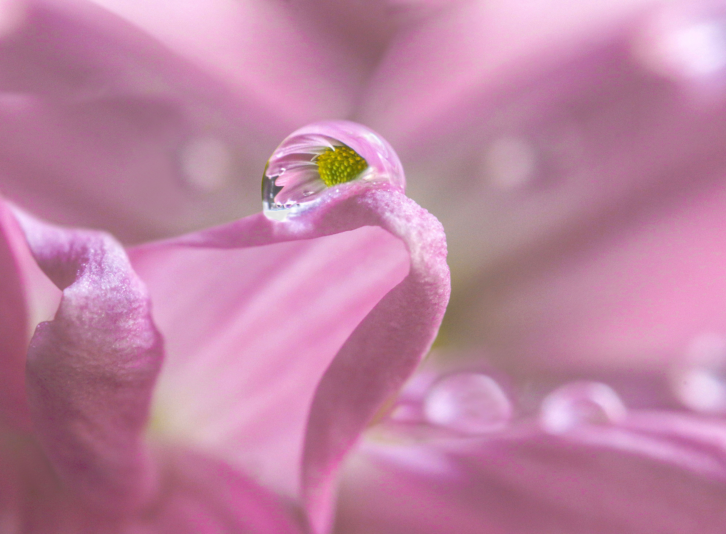 il fiore riflesso di Hello