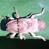 flat-faced longhorn beetle