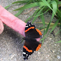 Red Admiral