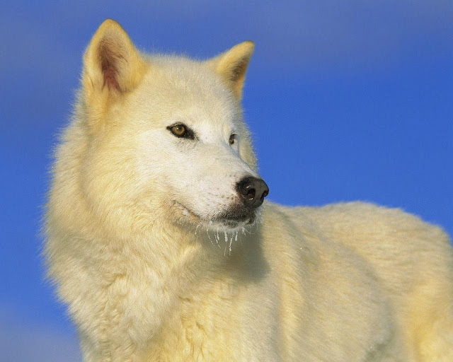 2 Wild Wolves Wallpaper Collection For Your Desktop