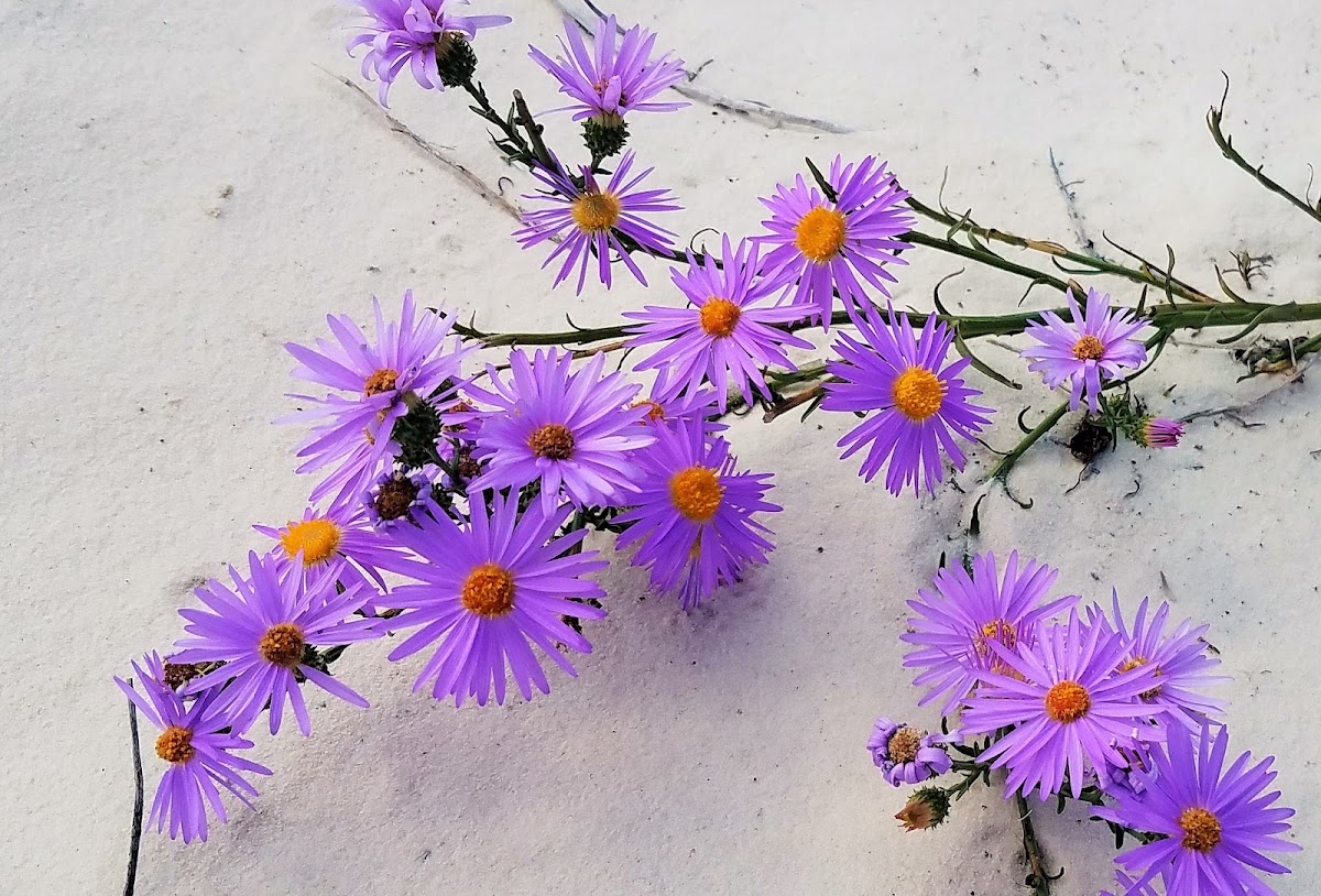 Purple aster