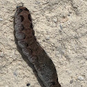 Sweet Potato Armyworm Caterpillar