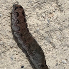 Sweet Potato Armyworm Caterpillar