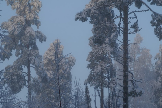 sumumetsä