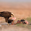 Western Marsh Harrier