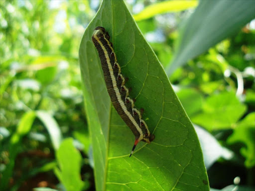 The army worms that has been invading farms.Photo/Musembi Nzengu