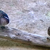 Wood Duck