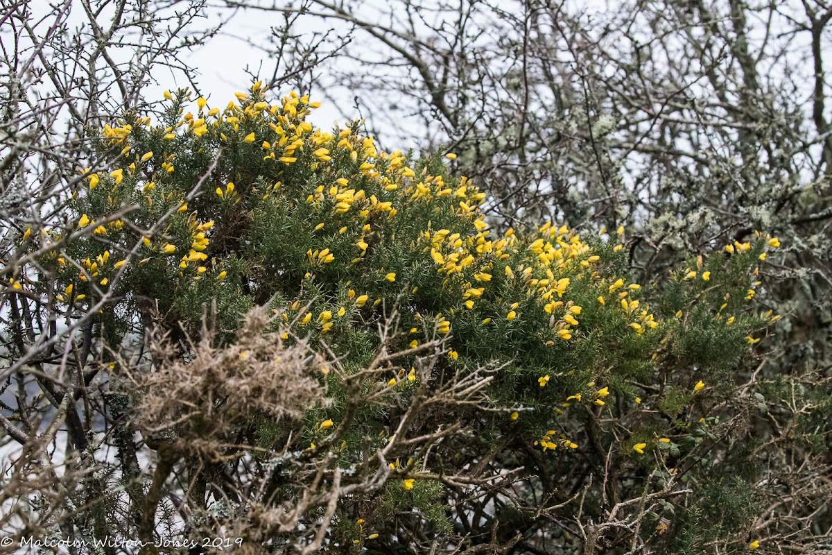 Western Gorse