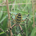 Wasp Spider