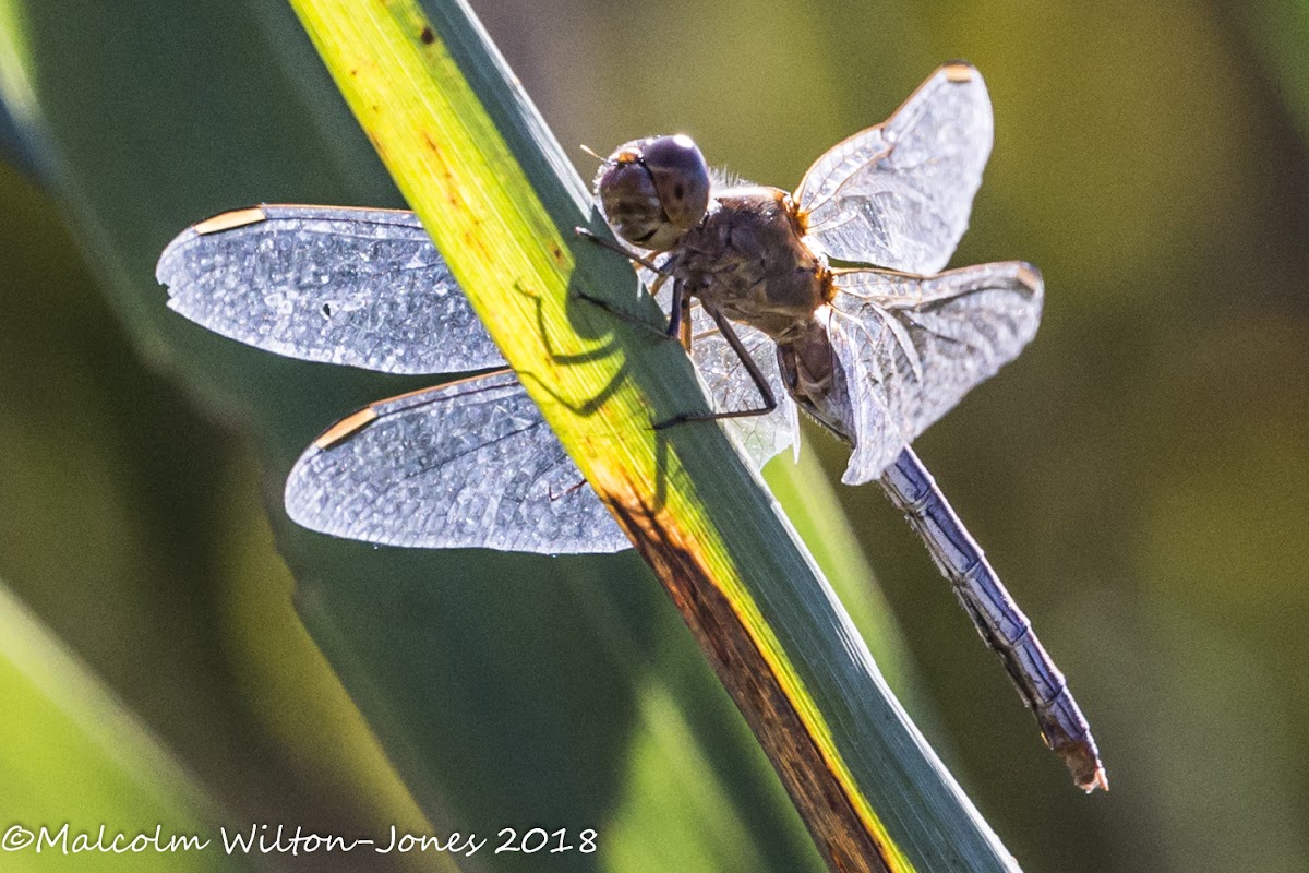 Yellow-veined Skimmer