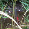 Rubyspot Damselfly