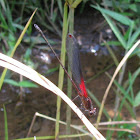 Rubyspot Damselfly