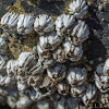 Acorn barnacle