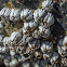 Acorn barnacle