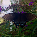 eastern tiger swallowtail