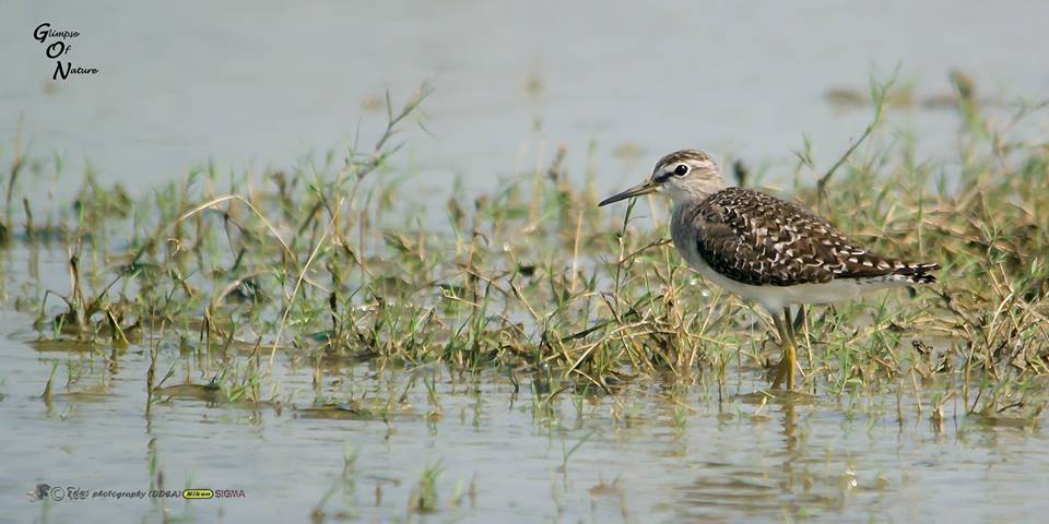 WOOD SANDPIPER