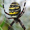 Wasp spider