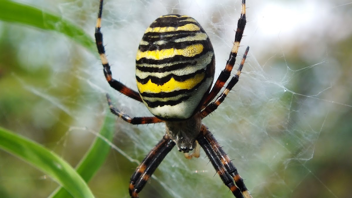 Wasp spider