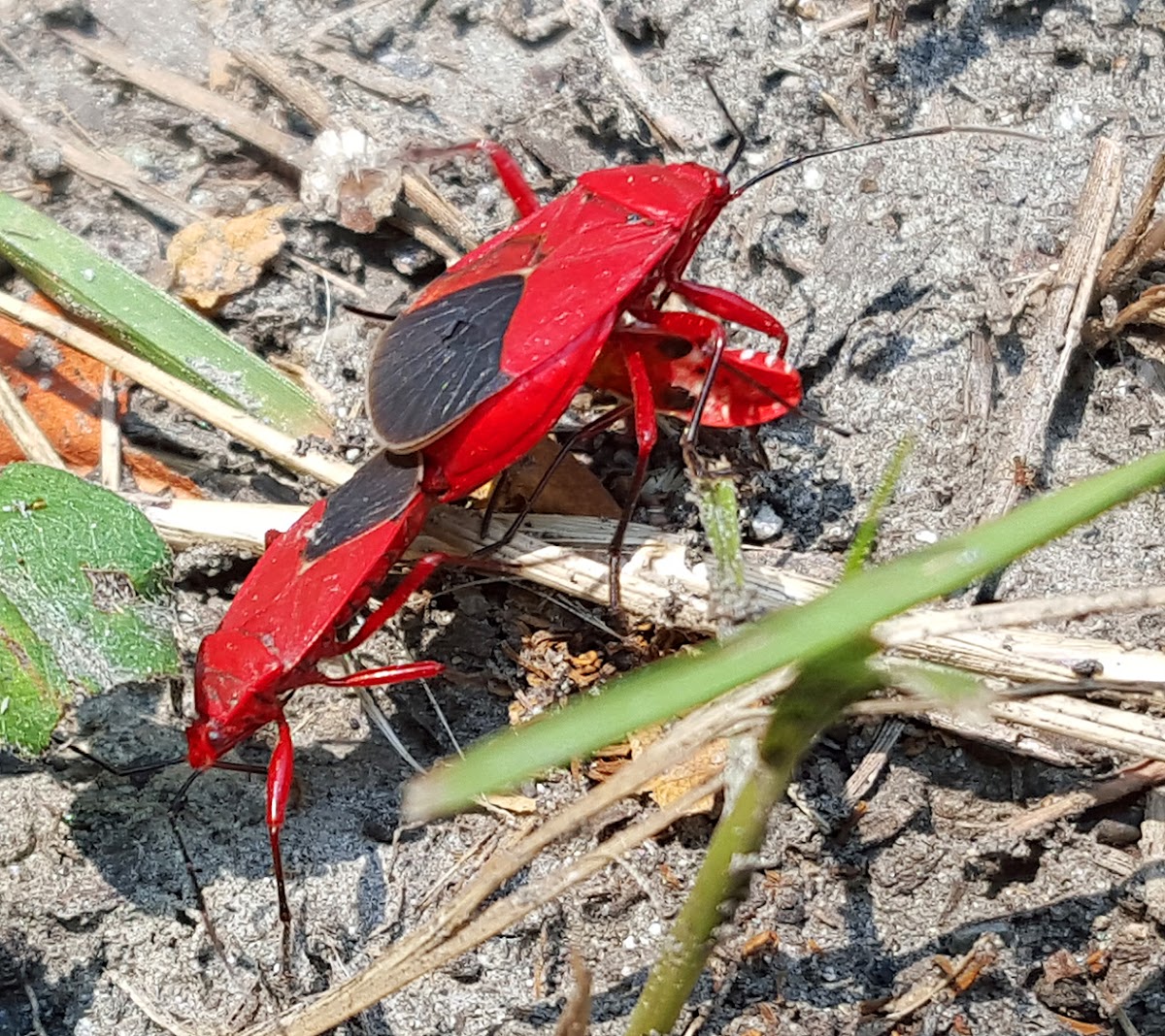 Cotton Stainer Bug, Mating