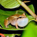 Johnstone's Whistling Frog