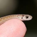 Dekay's Brown Snake