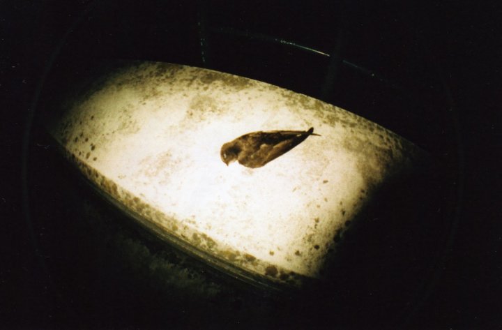 Una rondine non fà  primavera di davide0