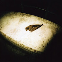 Una rondine non fà  primavera di 