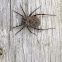 Wolf Spider