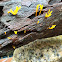 Fan-shaped Jelly Fungus