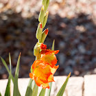 Gladioli