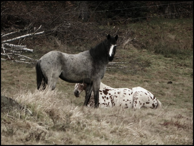 Little Wolf...Nouvelles photos ! - Page 3 Lilinap