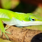 Green anole