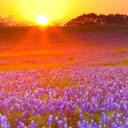 Texas Bluebonnets Chrome extension download