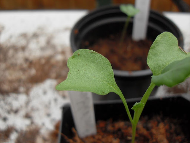 A broccoli seedling in a coffee grounds mix