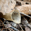 Stingless Bee