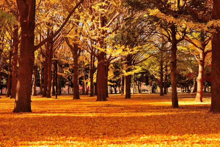 Autumn leaves in Tokyo