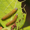 Dogbane Saucrobotys moth (larvae)