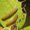 Dogbane Saucrobotys moth (larvae)