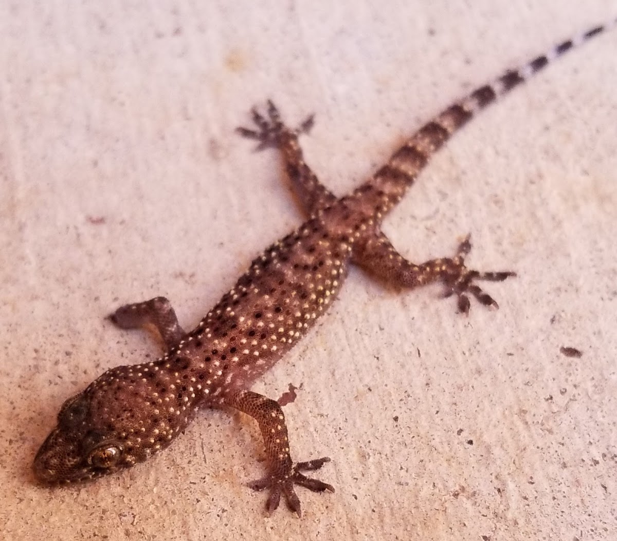 Mediterranean house gecko