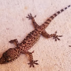 Mediterranean house gecko