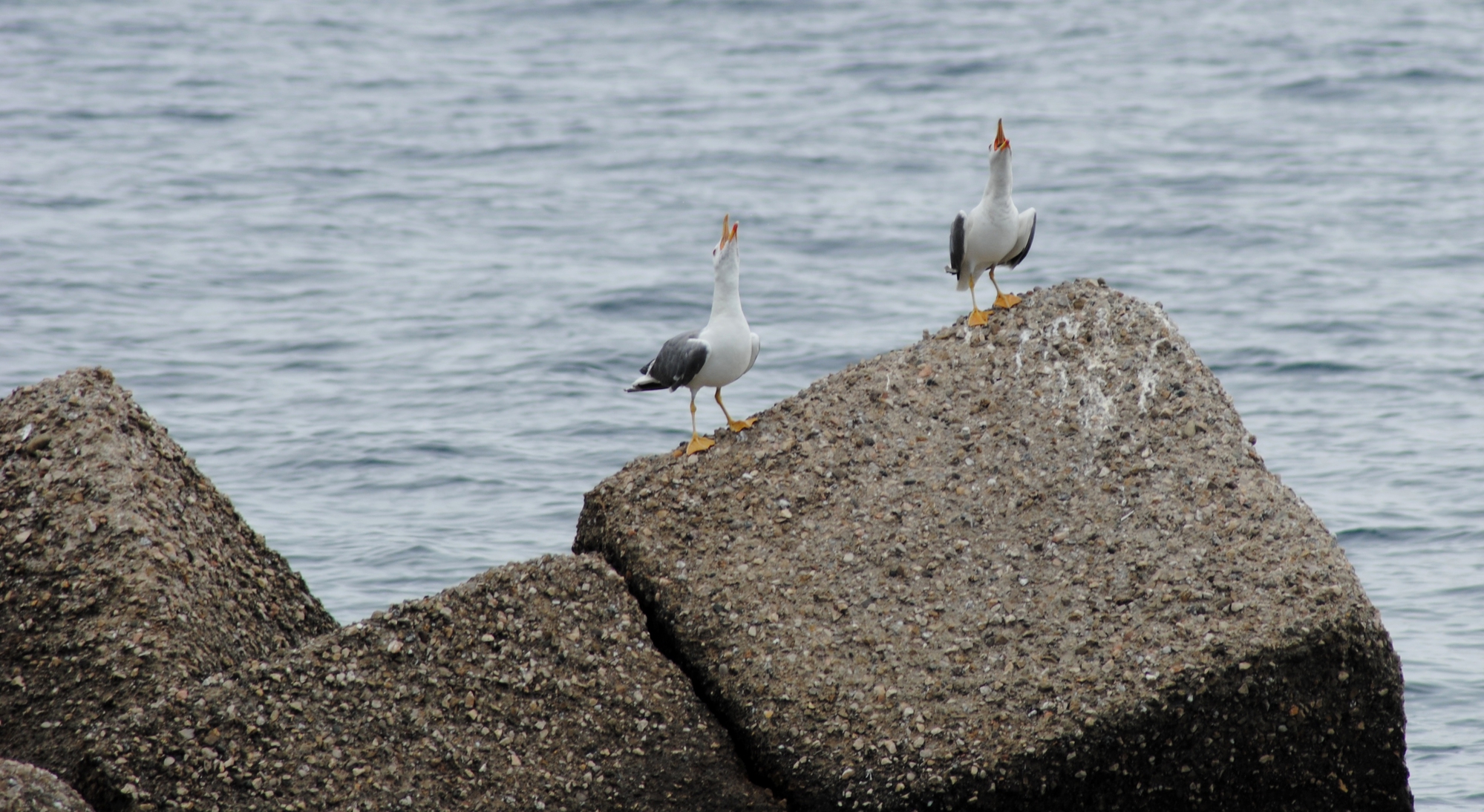 Come un Gabbiano  di Zoe j A