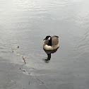 Canada goose