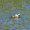 White-headed duck