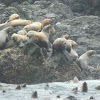 Steller sea-lion