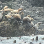 Steller sea-lion