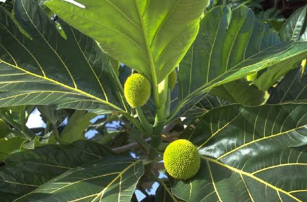 Oven Baked Breadfruit image