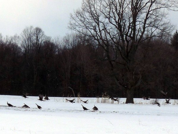 turkeys taking flight